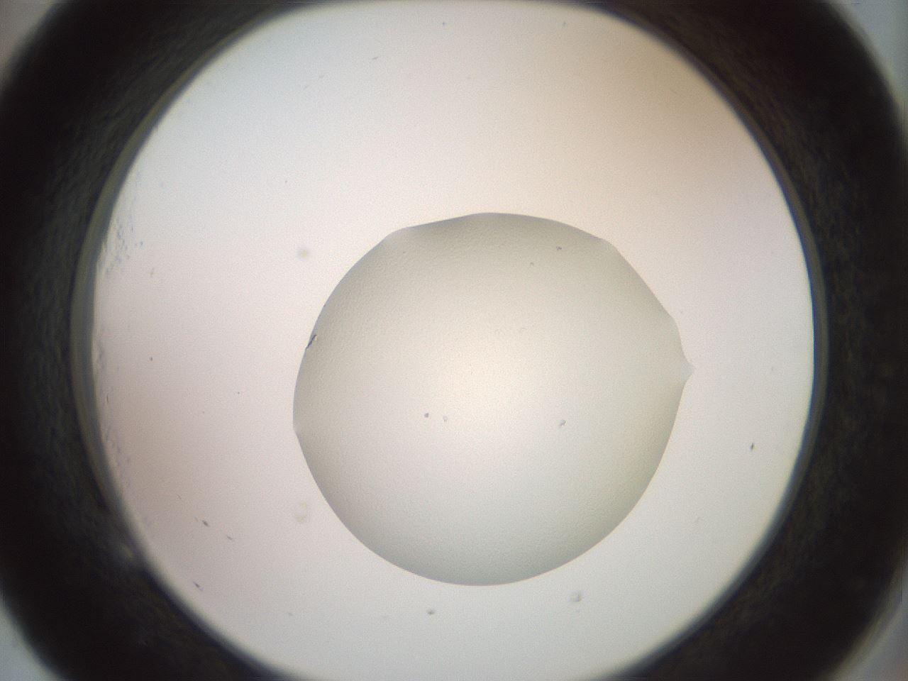 folderID500_plateID3500_batchID22115_wellNum53_profileID1_d2_r313263_ef.jpg