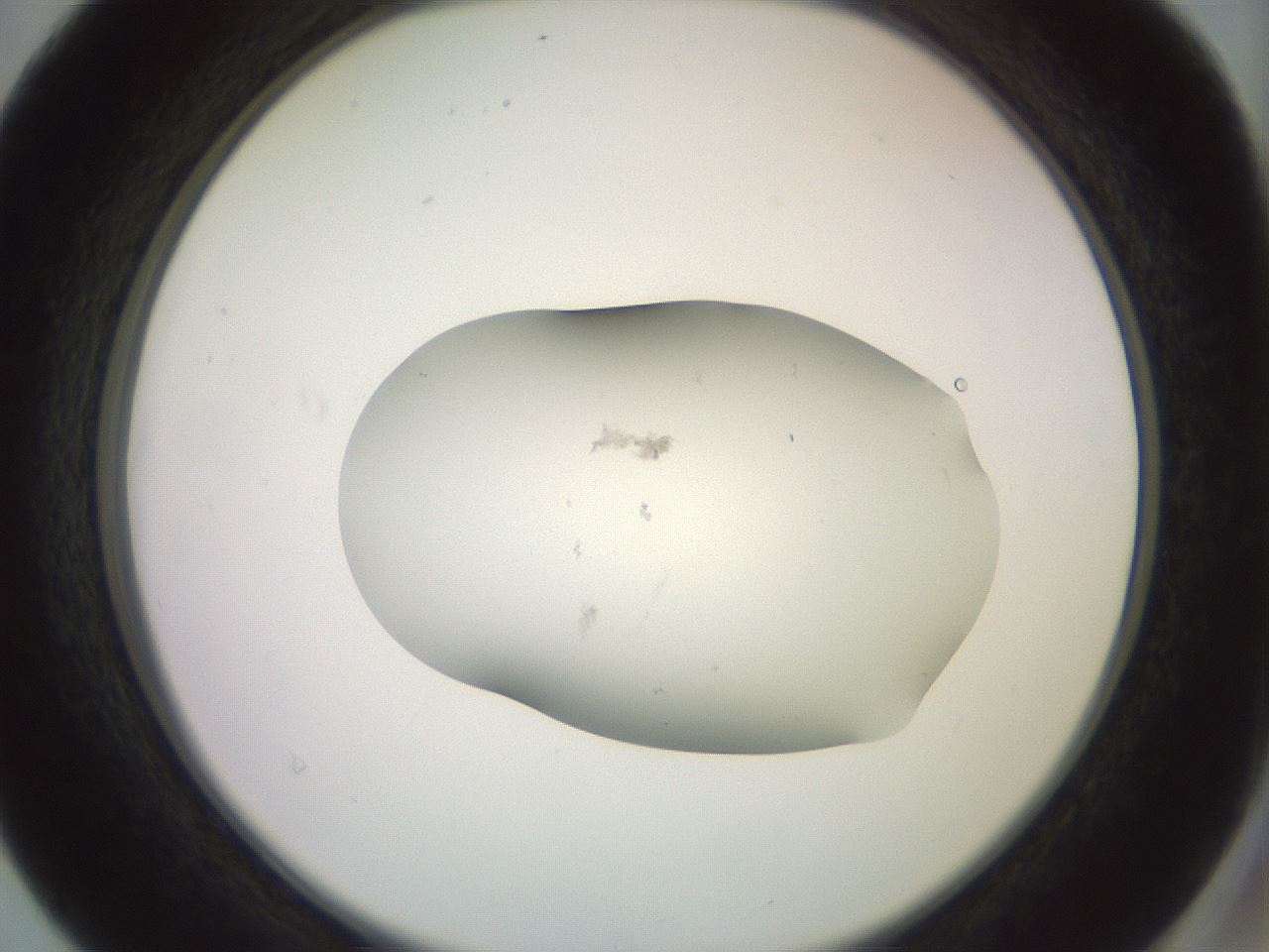 folderID501_plateID3501_batchID20893_wellNum40_profileID1_d2_r313813_ef.jpg