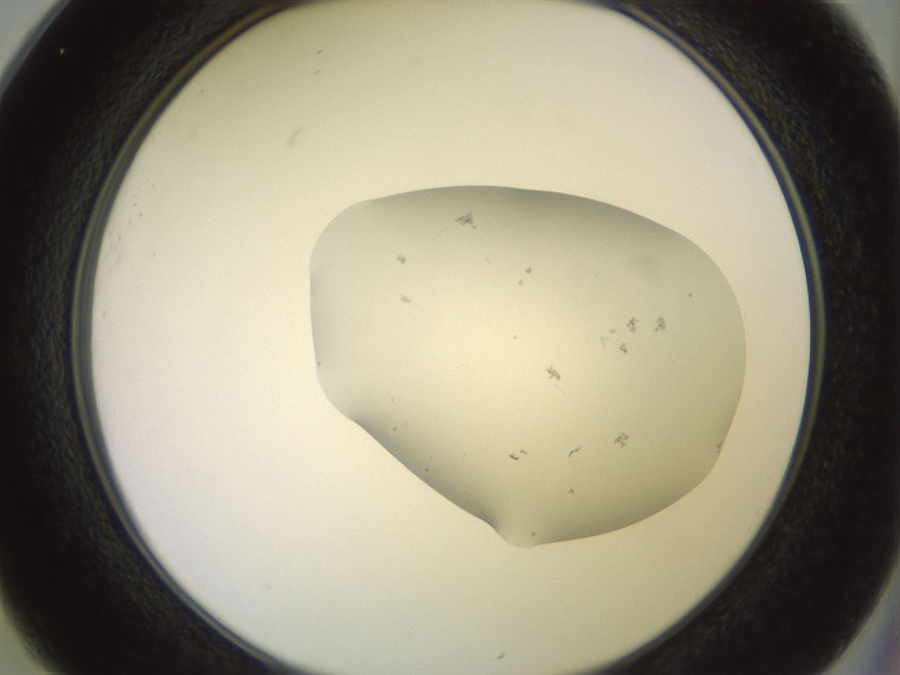 folderID501_plateID3501_batchID21702_wellNum25_profileID1_d2_r313783_ef.jpg