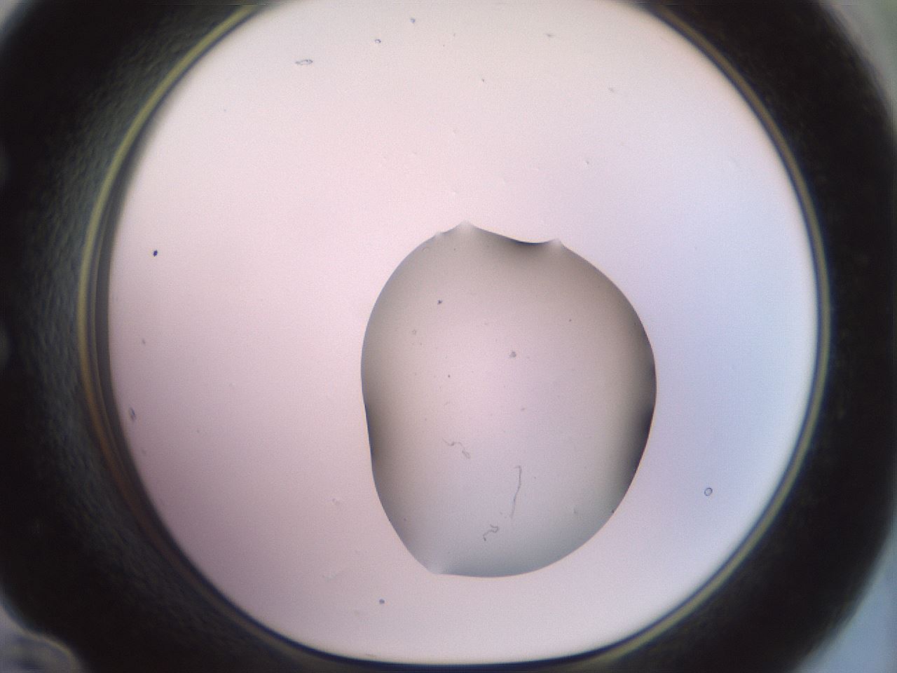 folderID501_plateID3501_batchID22117_wellNum60_profileID1_d1_r313852_ef.jpg