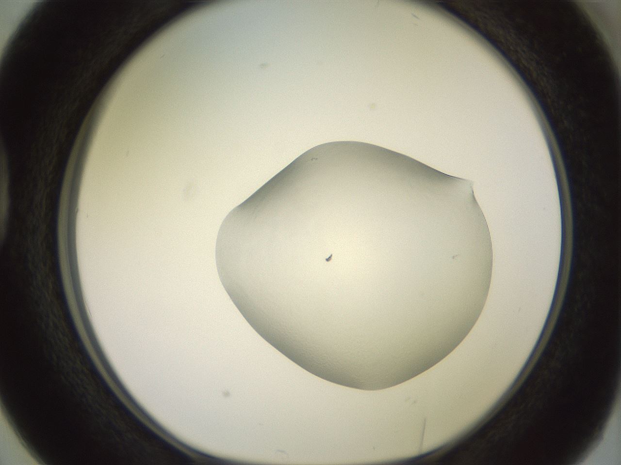 folderID502_plateID3502_batchID21373_wellNum38_profileID1_d1_r314192_ef.jpg