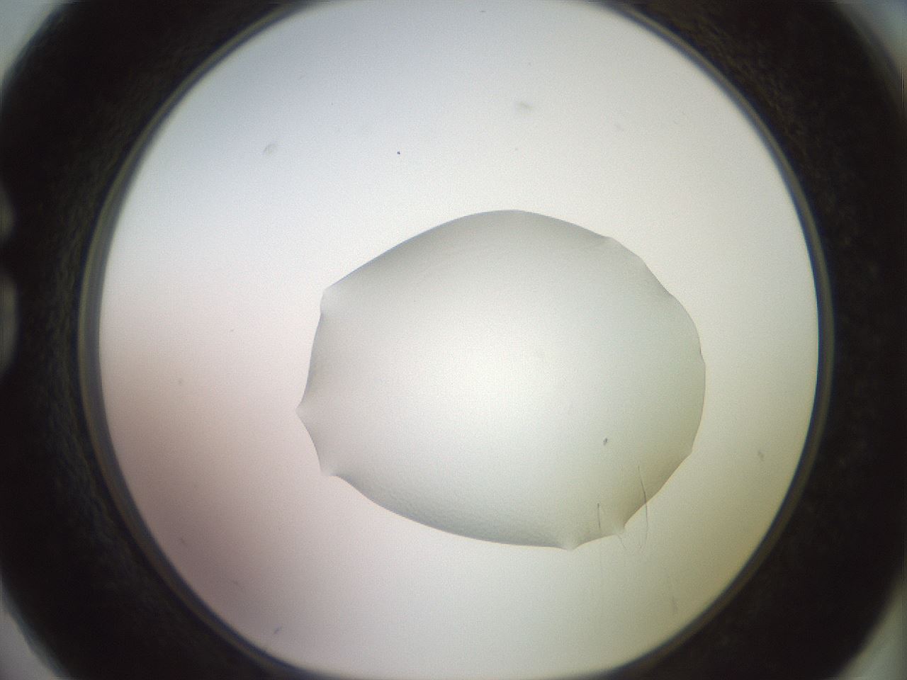folderID502_plateID3502_batchID21538_wellNum74_profileID1_d1_r314264_ef.jpg