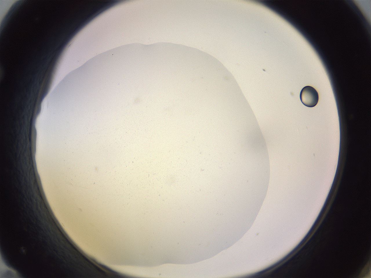 folderID505_plateID1505_batchID6185_wellNum71_profileID1_d1_r95319_ef.jpg