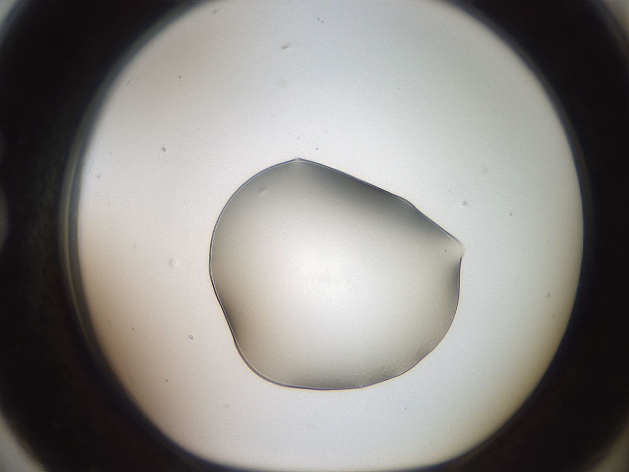 folderID505_plateID3505_batchID20654_wellNum79_profileID1_d1_r311775_ef.jpg
