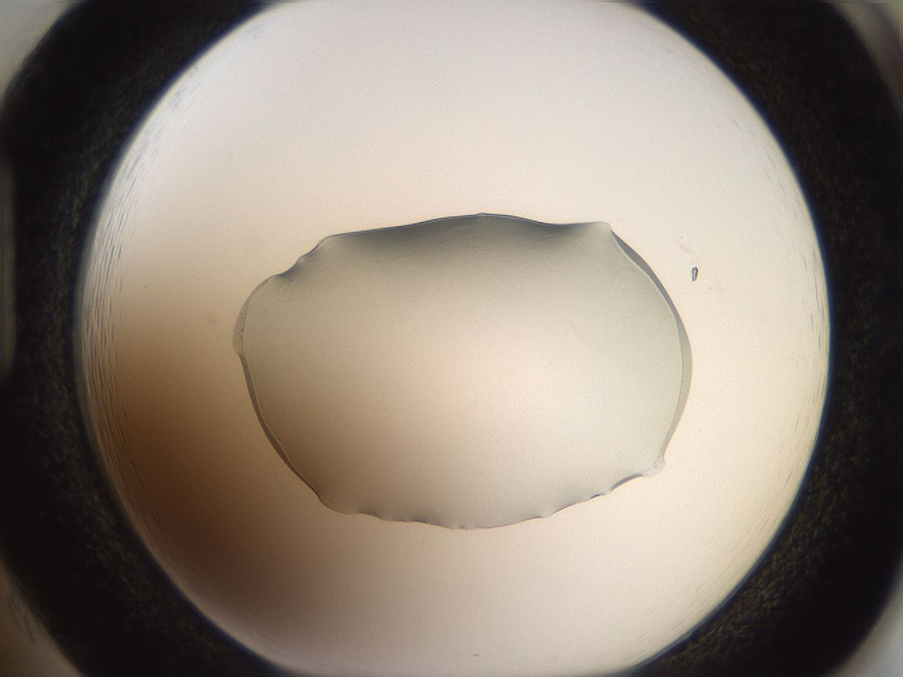folderID505_plateID3505_batchID20654_wellNum85_profileID1_d1_r311787_ef.jpg