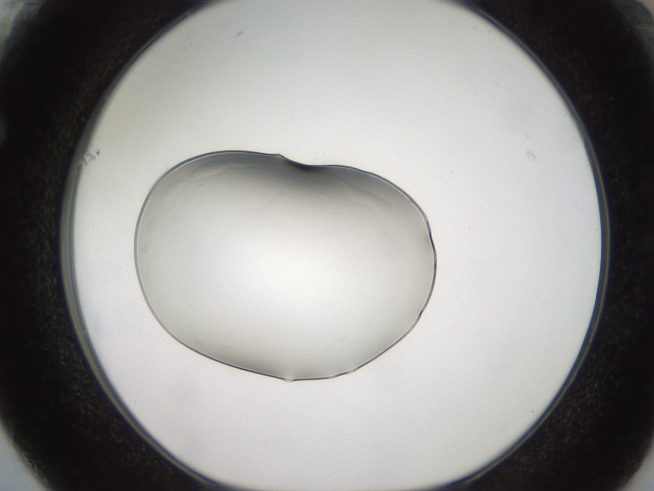 folderID505_plateID3505_batchID21525_wellNum61_profileID1_d1_r311739_ef.jpg
