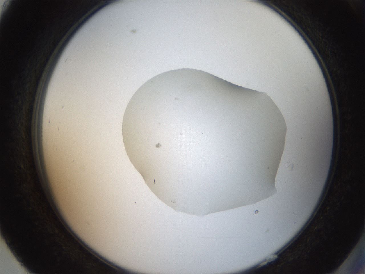 folderID507_plateID3507_batchID22111_wellNum93_profileID1_d2_r312959_ef.jpg