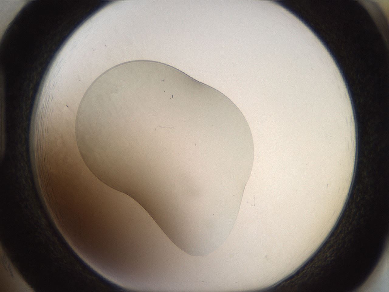 folderID508_plateID3508_batchID20665_wellNum85_profileID1_d1_r313518_ef.jpg