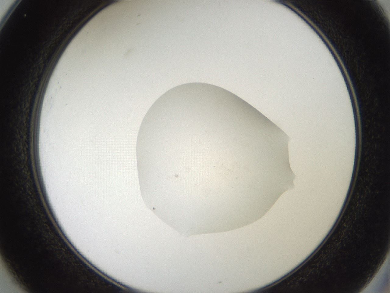 folderID508_plateID3508_batchID21700_wellNum25_profileID1_d2_r313399_ef.jpg