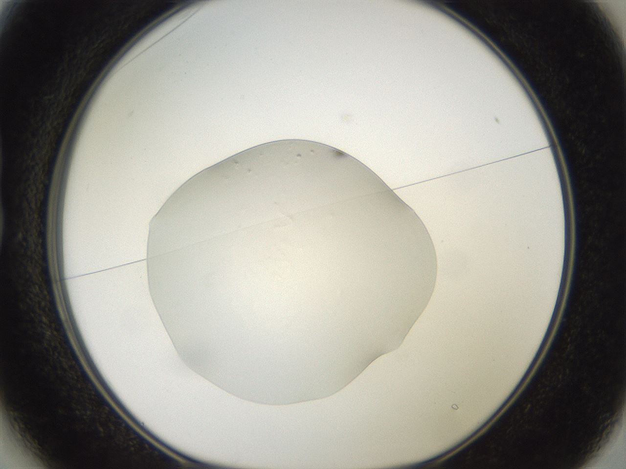 folderID509_plateID3509_batchID21017_wellNum13_profileID1_d1_r314334_ef.jpg