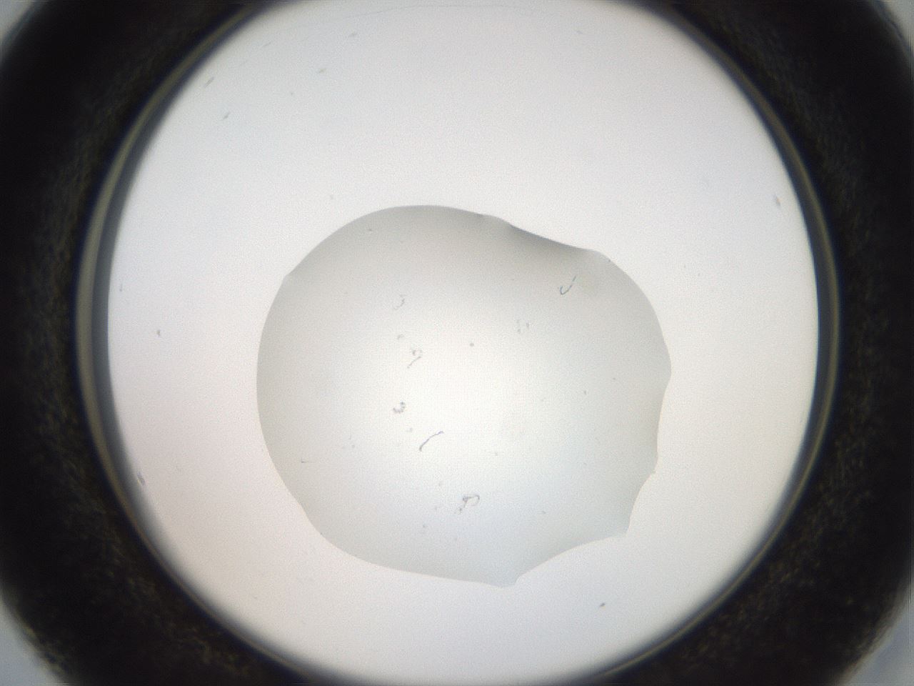 folderID509_plateID3509_batchID21371_wellNum16_profileID1_d2_r314341_ef.jpg