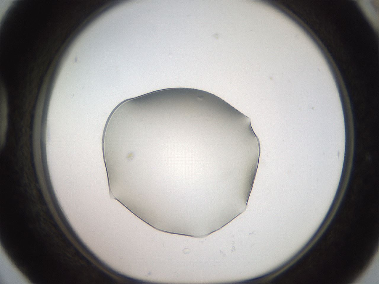 folderID510_plateID3510_batchID21542_wellNum42_profileID1_d1_r314968_ef.jpg