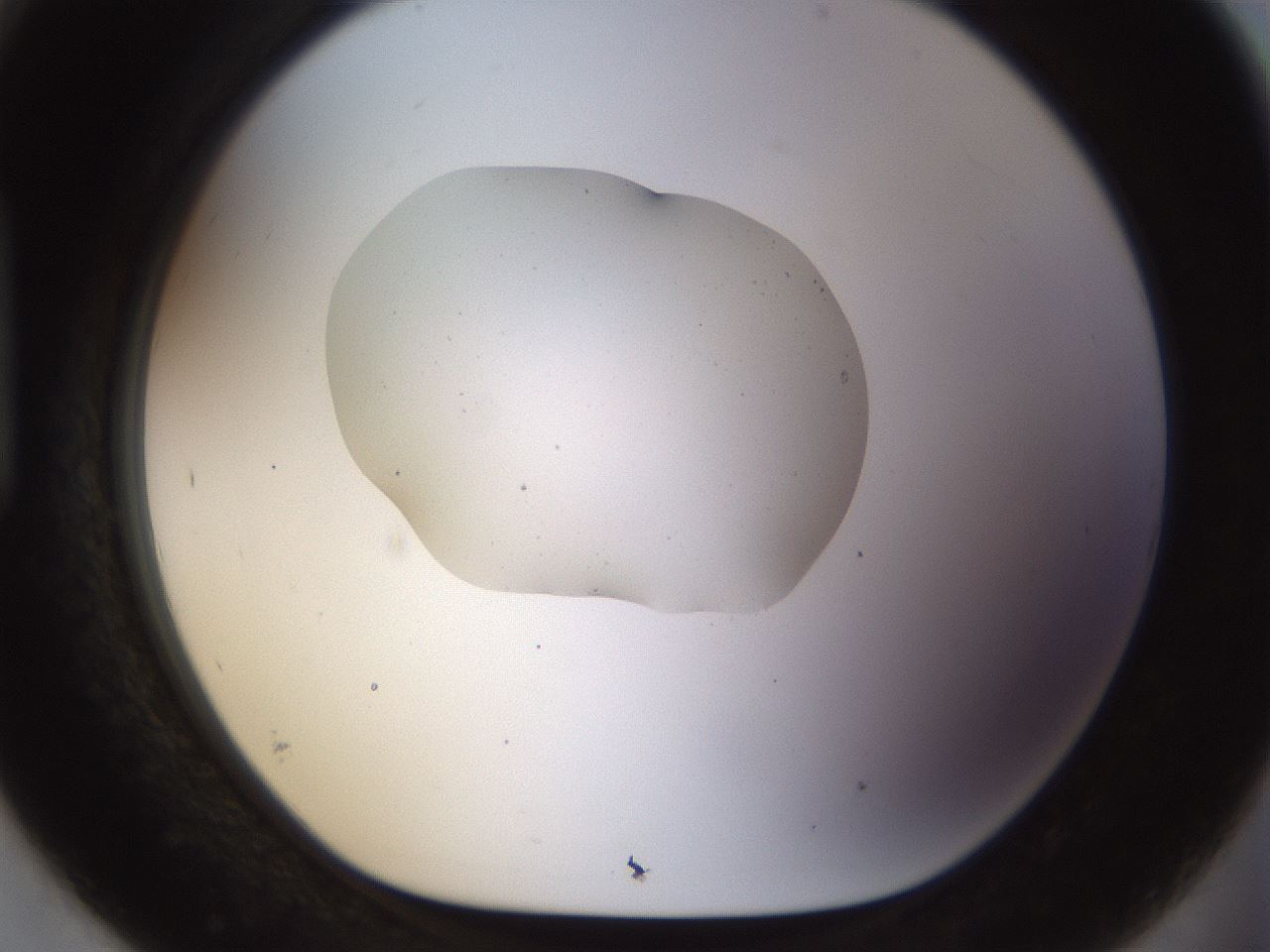 folderID511_plateID1511_batchID5998_wellNum93_profileID1_d1_r95821_ef.jpg