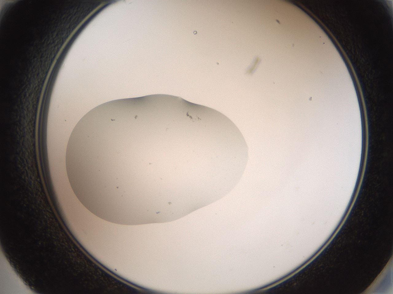 folderID511_plateID3511_batchID21543_wellNum59_profileID1_d2_r315195_ef.jpg