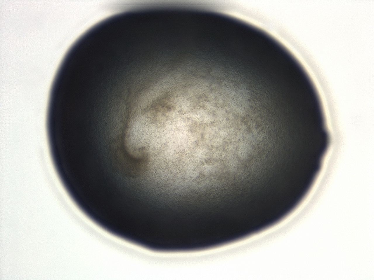 0493_D12_ImagerDefaults_3.jpg