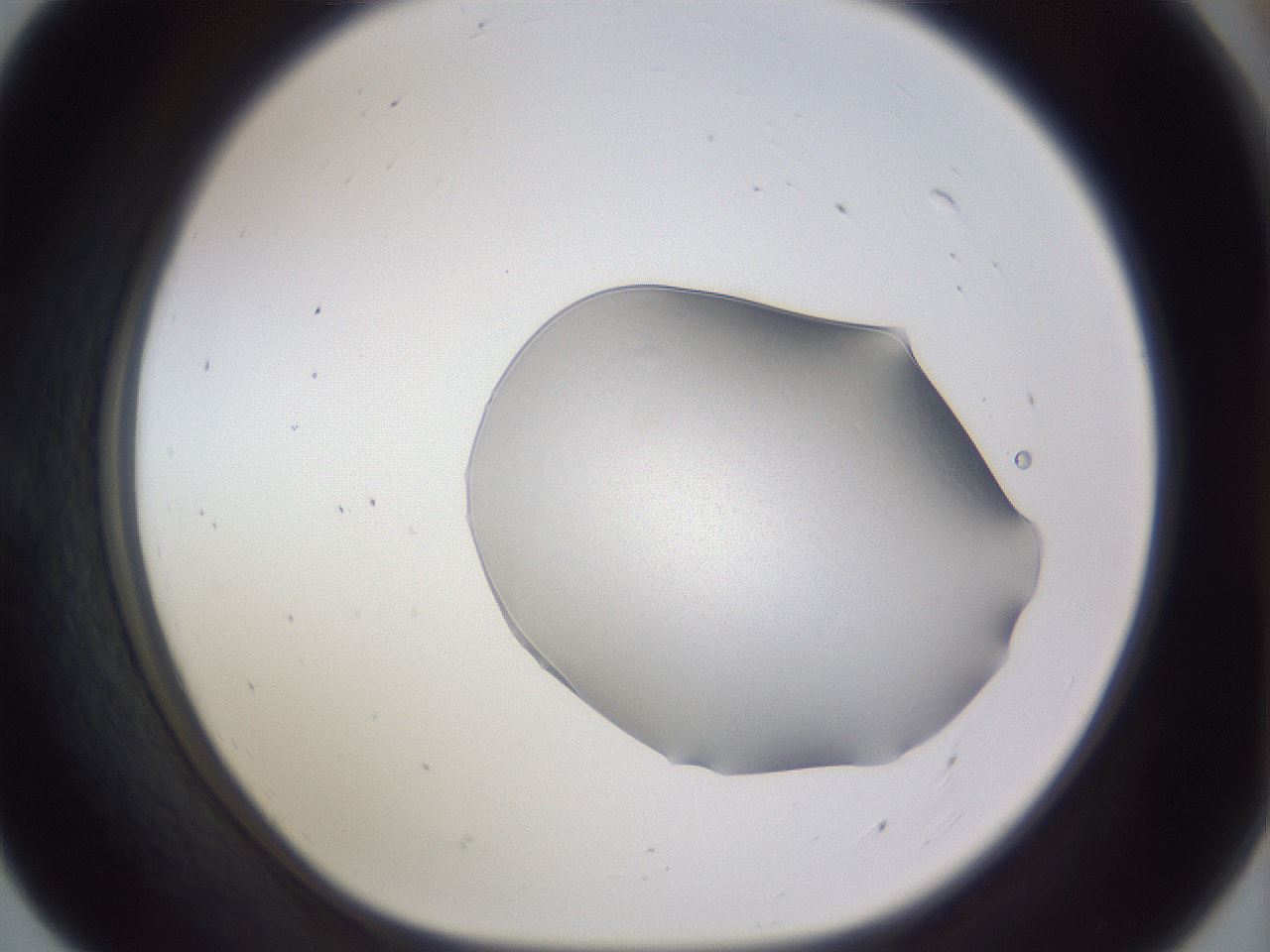 folderID512_plateID3512_batchID20655_wellNum55_profileID1_d1_r311919_ef.jpg