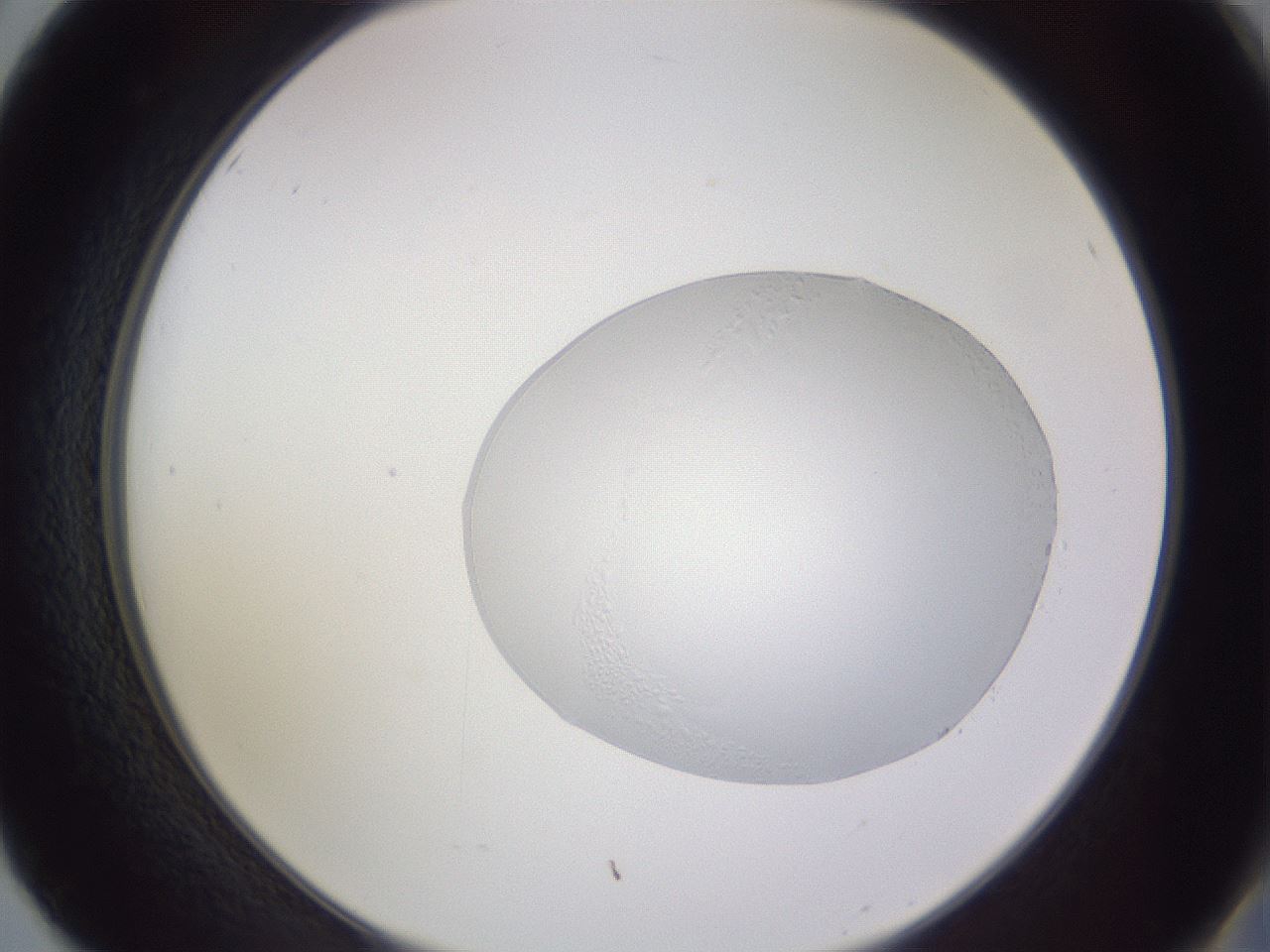 folderID512_plateID3512_batchID20976_wellNum50_profileID1_d2_r311910_ef.jpg
