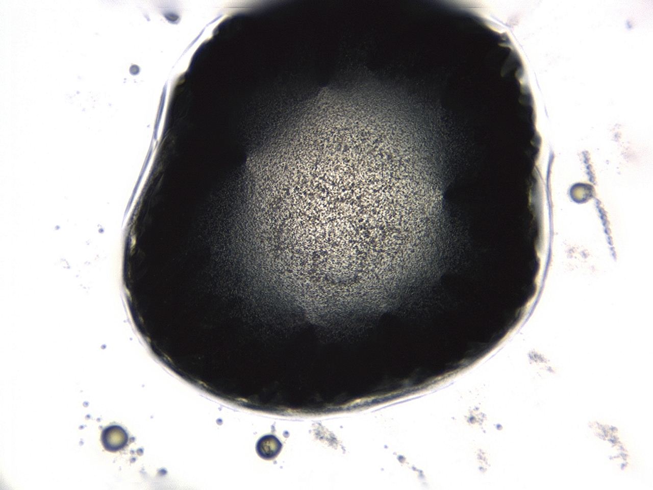0493_D6_ImagerDefaults_3.jpg
