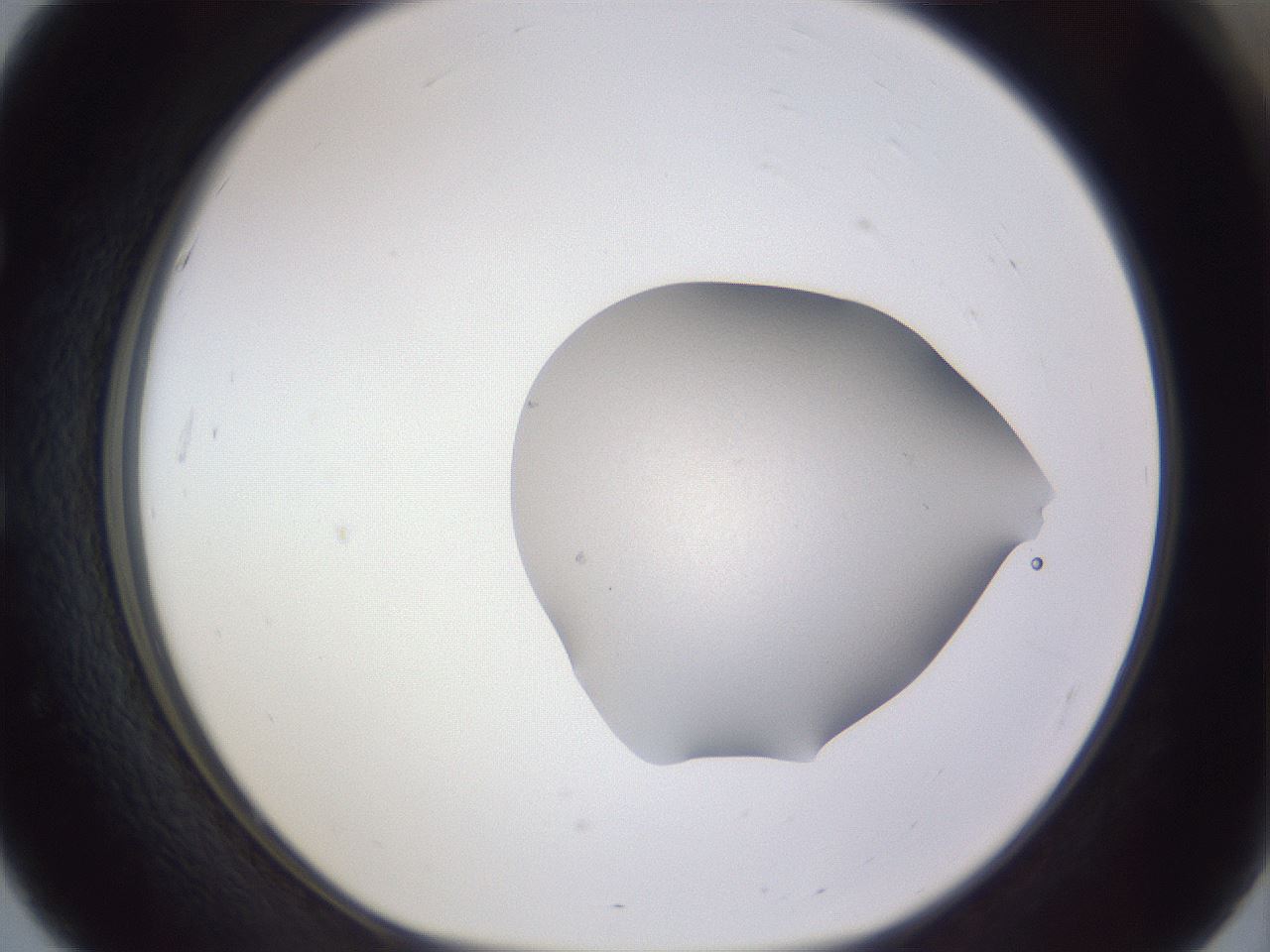 folderID514_plateID3514_batchID20635_wellNum51_profileID1_d1_r313066_ef.jpg