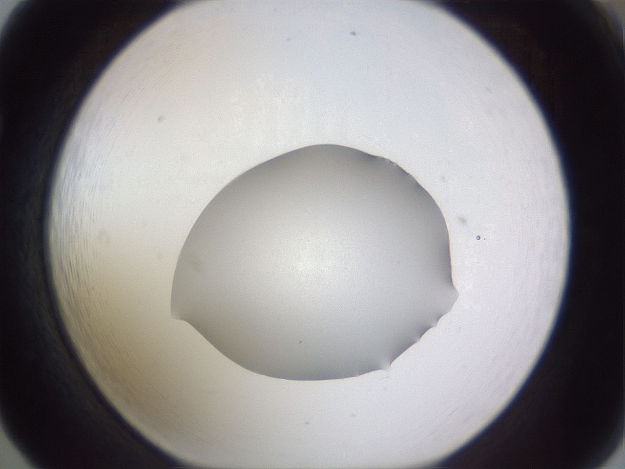 folderID514_plateID3514_batchID20635_wellNum65_profileID1_d1_r313094_ef.jpg