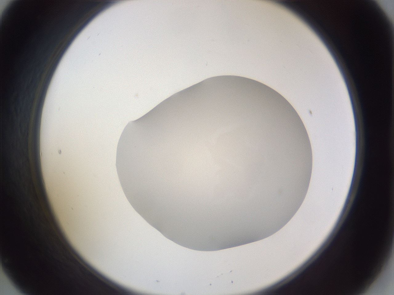 folderID514_plateID3514_batchID20982_wellNum20_profileID1_d2_r313005_ef.jpg