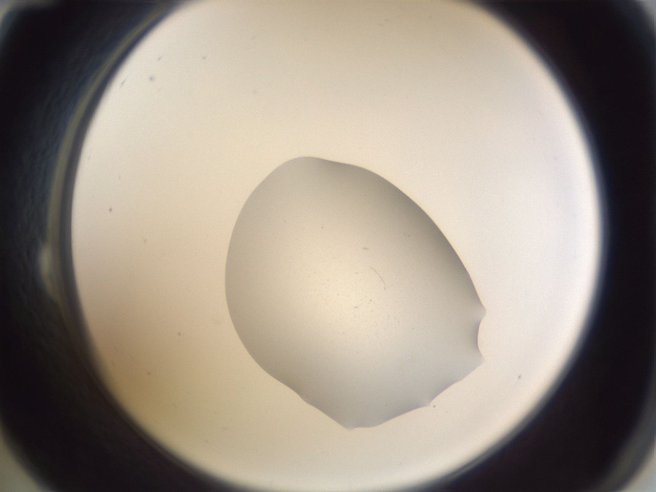 folderID514_plateID3514_batchID22113_wellNum24_profileID1_d2_r313013_ef.jpg
