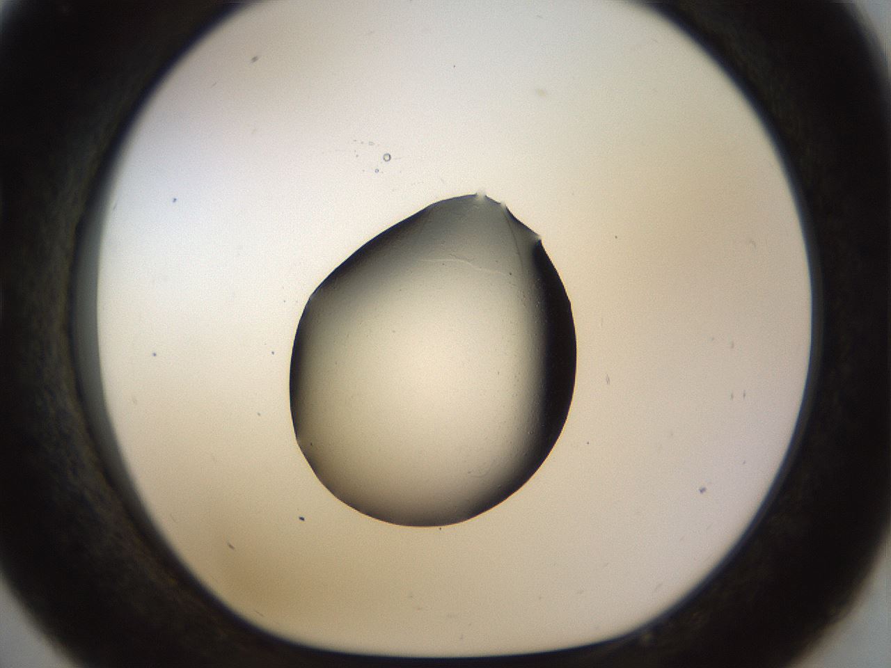 folderID515_plateID1515_batchID5849_wellNum33_profileID1_d1_r96465_ef.jpg