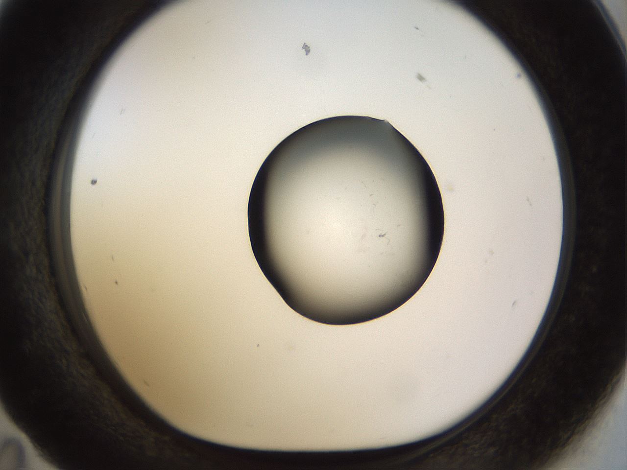 folderID515_plateID1515_batchID6010_wellNum59_profileID1_d1_r96517_ef.jpg