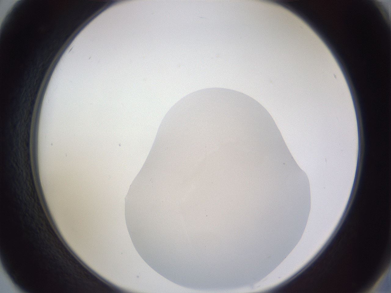 folderID515_plateID3515_batchID20667_wellNum50_profileID1_d2_r313641_ef.jpg
