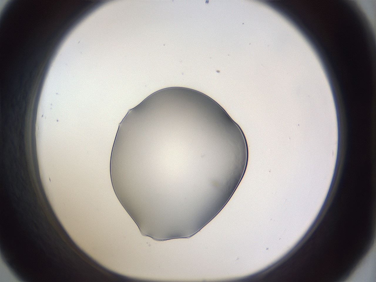 folderID515_plateID3515_batchID20847_wellNum45_profileID1_d1_r313630_ef.jpg