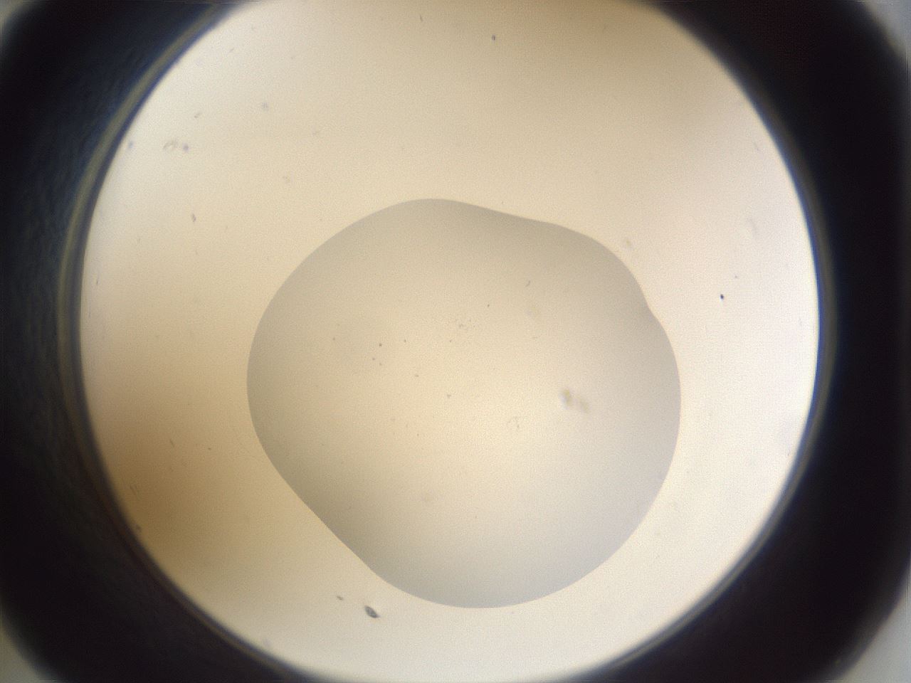 folderID515_plateID3515_batchID21369_wellNum35_profileID1_d2_r313611_ef.jpg