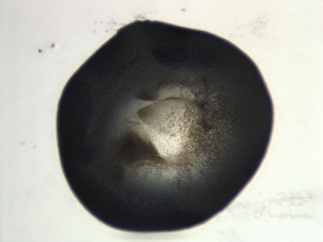 0493_F1_ImagerDefaults_3.jpg