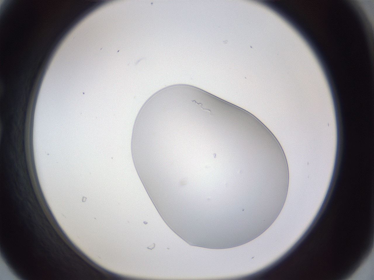 folderID515_plateID3515_batchID21535_wellNum30_profileID1_d1_r313600_ef.jpg