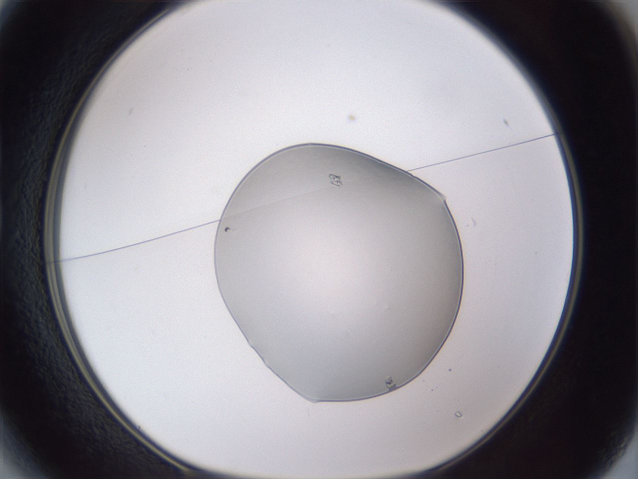 folderID515_plateID3515_batchID21701_wellNum13_profileID1_d1_r313566_ef.jpg