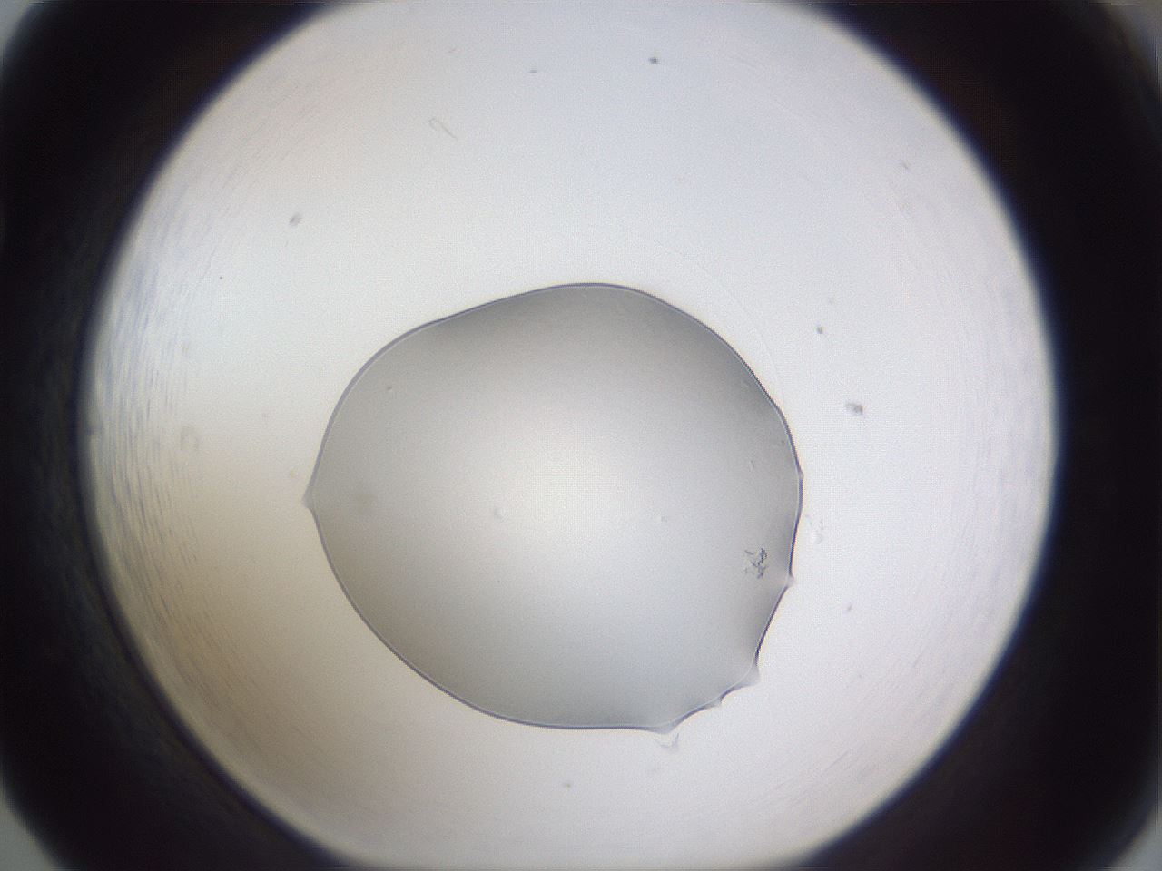 folderID516_plateID3516_batchID20641_wellNum65_profileID1_d1_r314054_ef.jpg