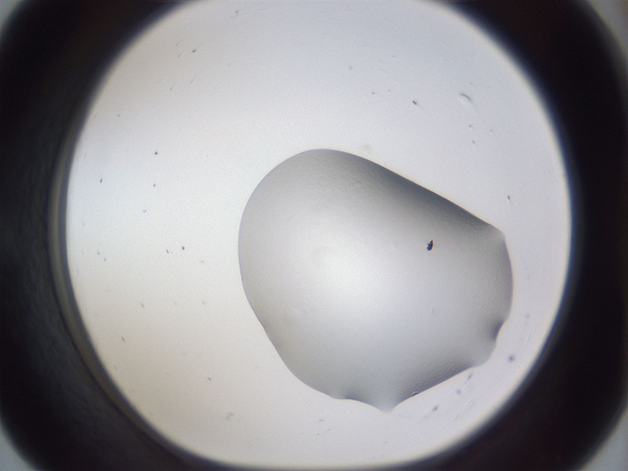 folderID516_plateID3516_batchID20850_wellNum55_profileID1_d1_r314034_ef.jpg