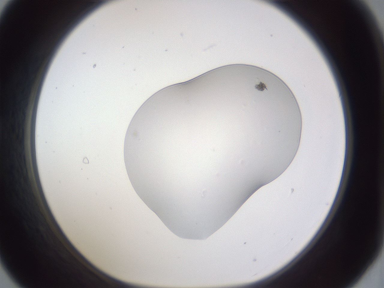 folderID516_plateID3516_batchID20988_wellNum21_profileID1_d1_r313966_ef.jpg