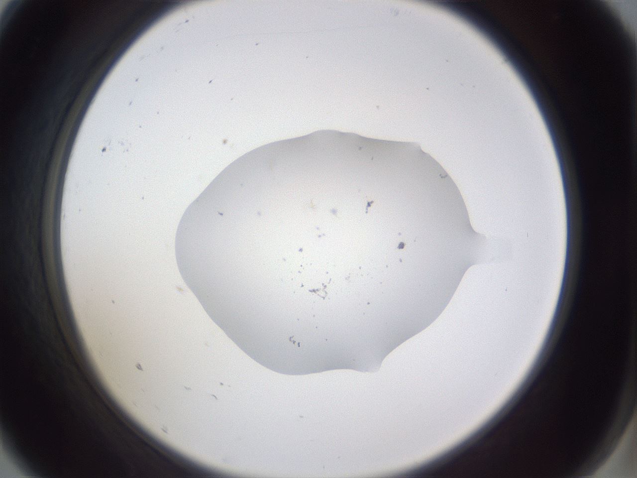 folderID516_plateID3516_batchID21372_wellNum9_profileID1_d2_r313943_ef.jpg