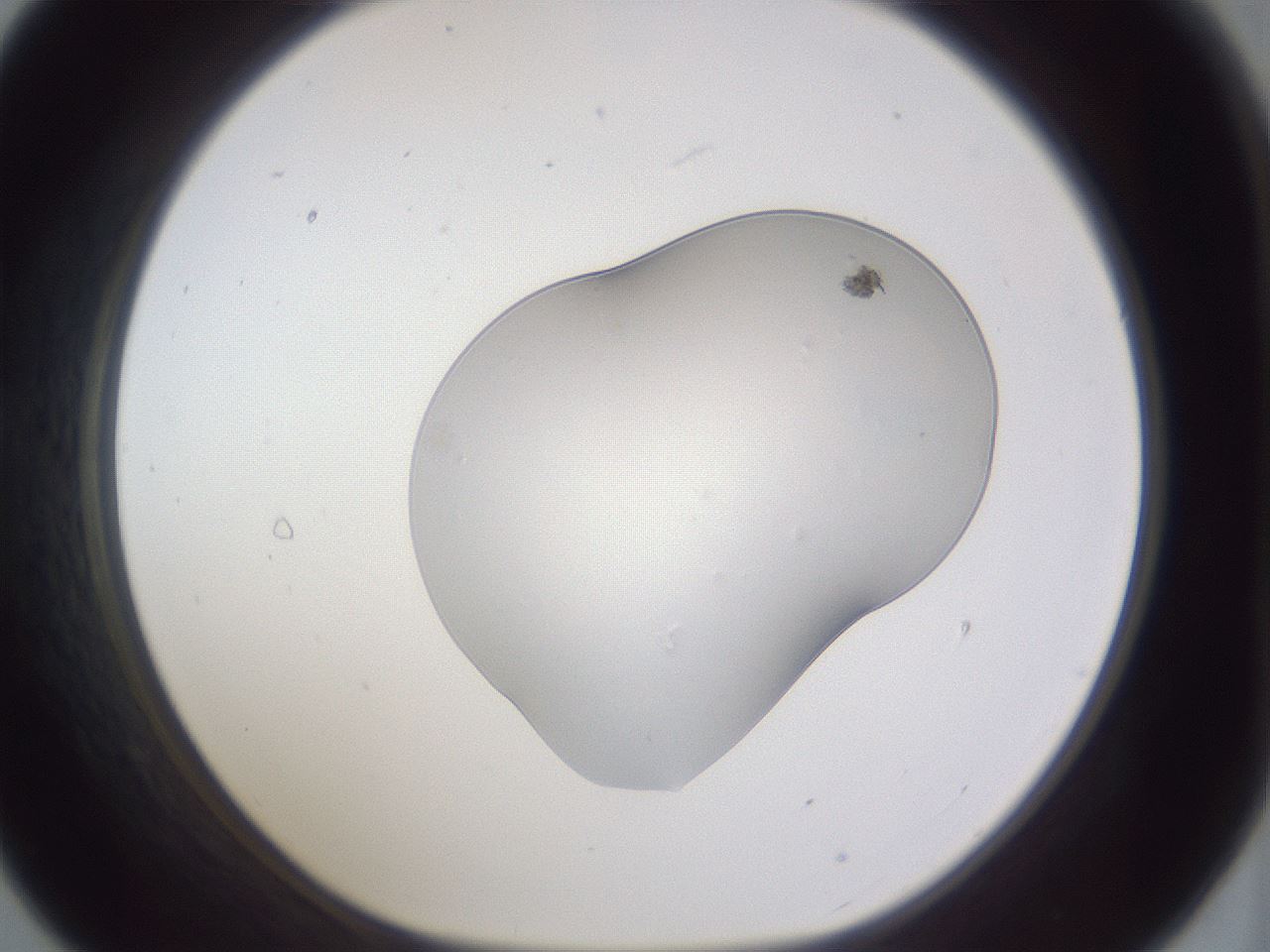 folderID516_plateID3516_batchID22118_wellNum21_profileID1_d1_r313966_ef.jpg
