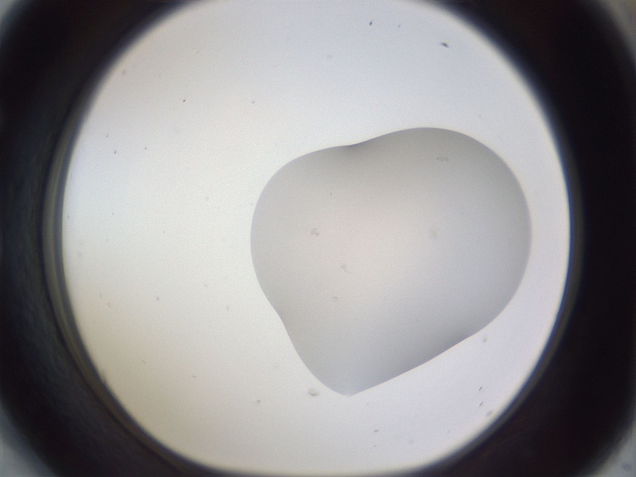 folderID517_plateID3517_batchID22121_wellNum54_profileID1_d1_r314608_ef.jpg