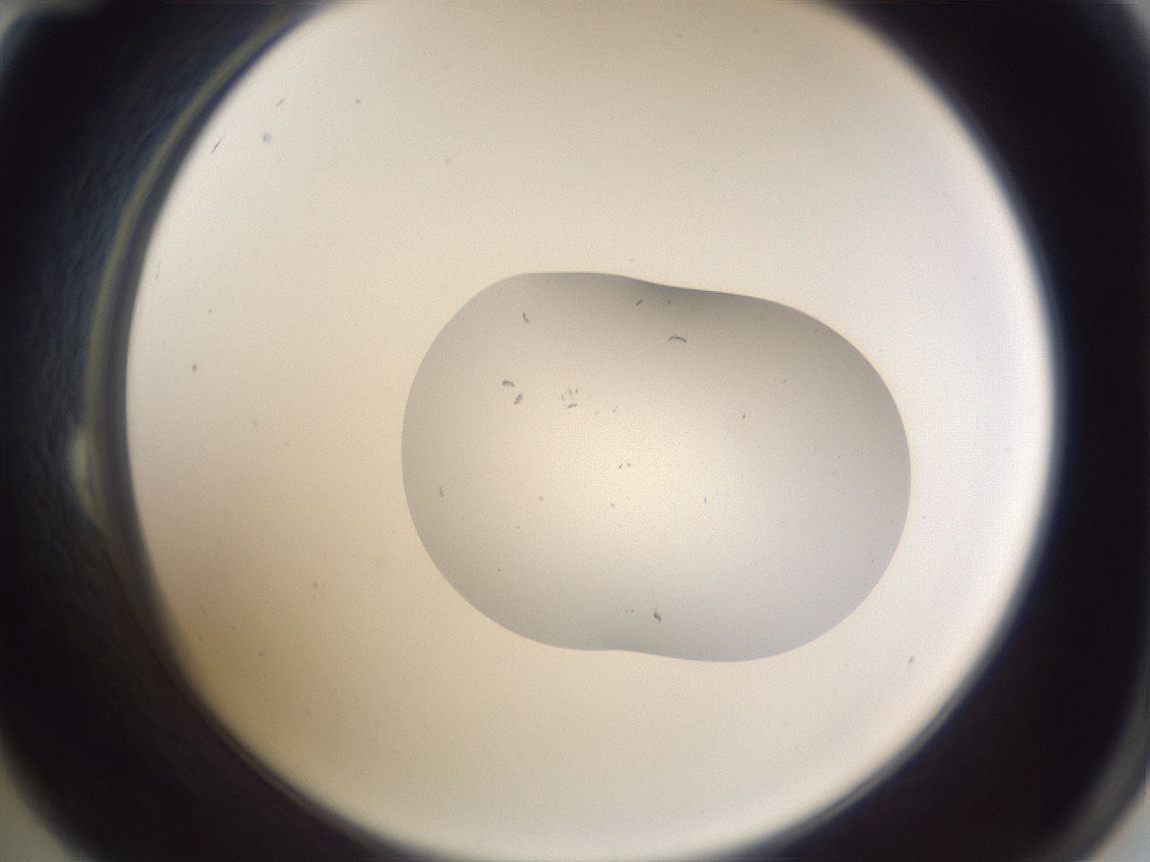 folderID518_plateID3518_batchID21390_wellNum24_profileID1_d2_r320387_ef.jpg