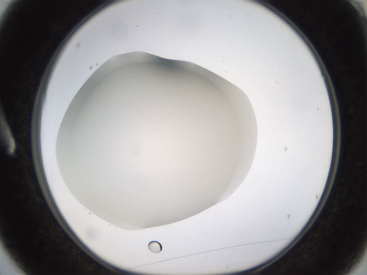 folderID521_plateID1521_batchID5933_wellNum3_profileID1_d1_r97555_ef.jpg