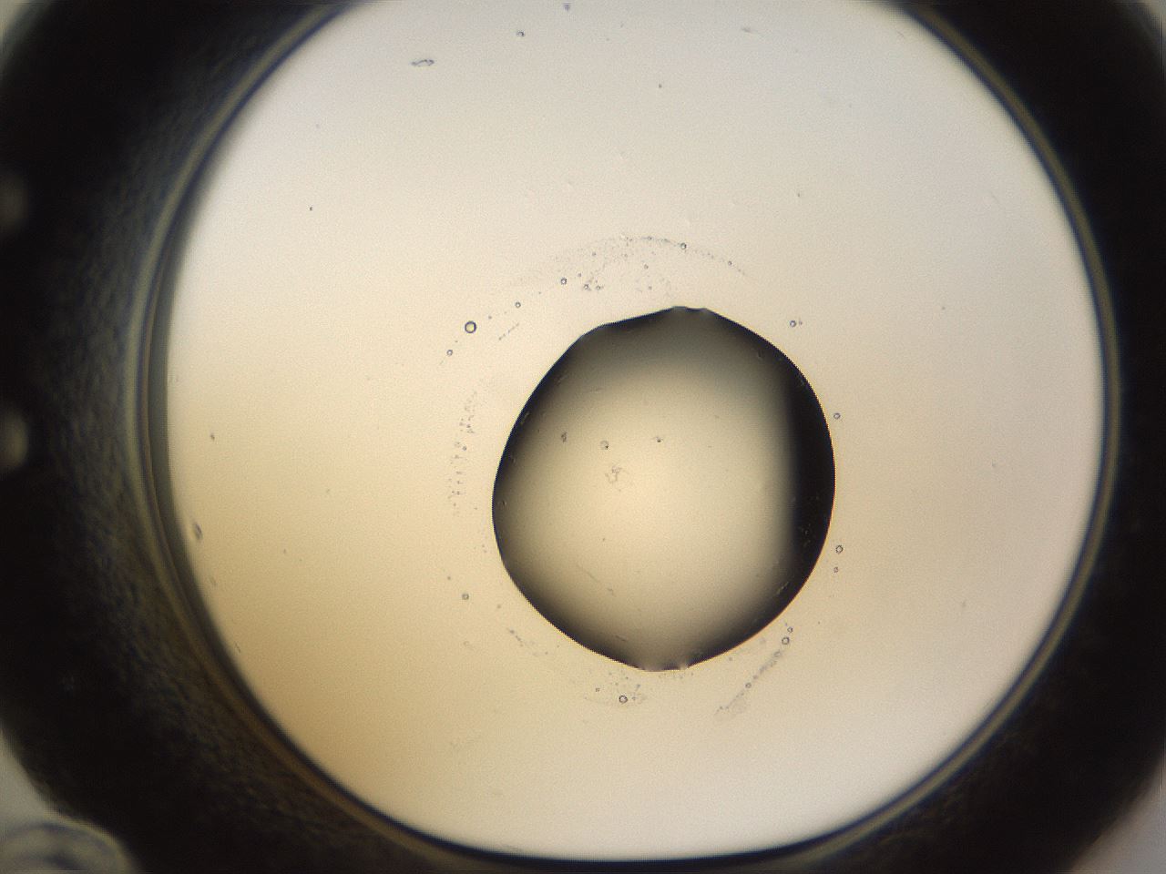 folderID525_plateID1525_batchID5981_wellNum60_profileID1_d1_r98151_ef.jpg
