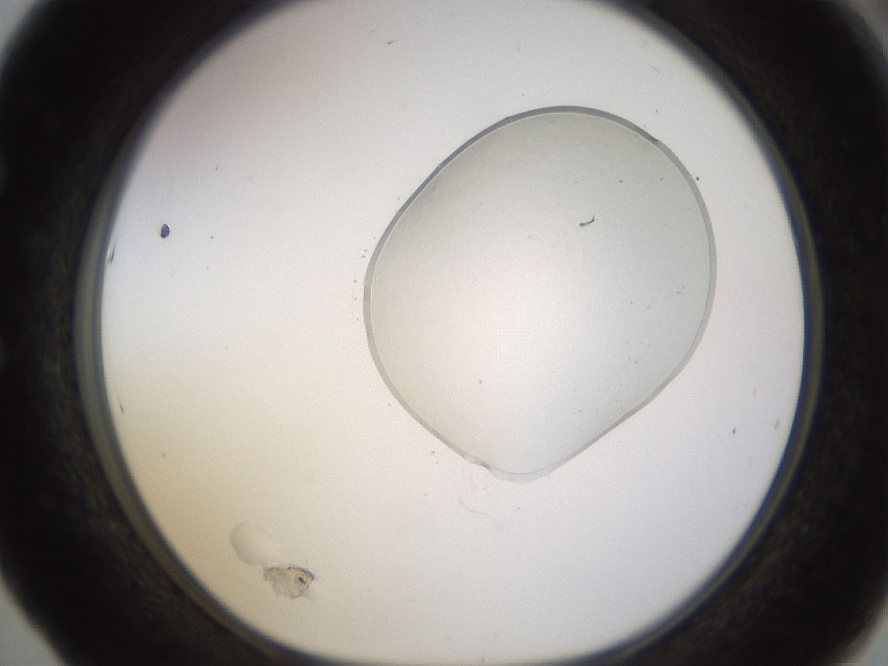 folderID527_plateID1527_batchID6385_wellNum53_profileID1_d1_r98329_ef.jpg