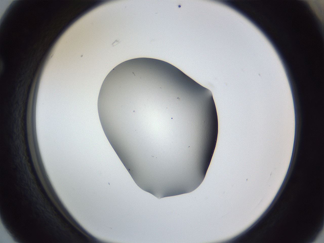 folderID52_plateID1052_batchID2476_wellNum63_profileID1_d1_r47629_ef.jpg