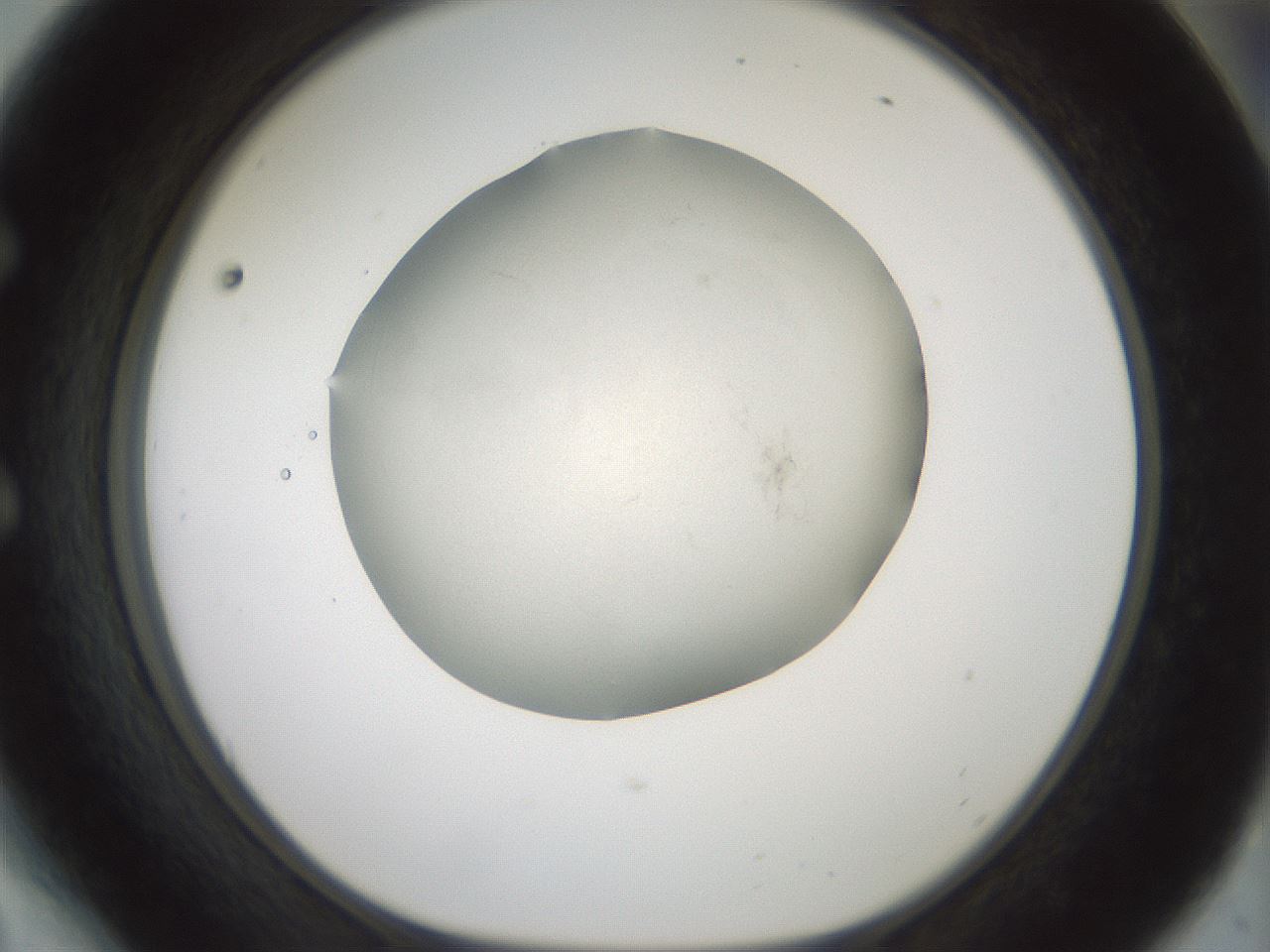 folderID52_plateID3052_batchID16760_wellNum54_profileID1_d1_r258782_ef.jpg