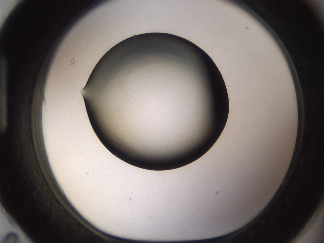 folderID53_plateID3053_batchID16944_wellNum95_profileID1_d1_r257287_ef.jpg