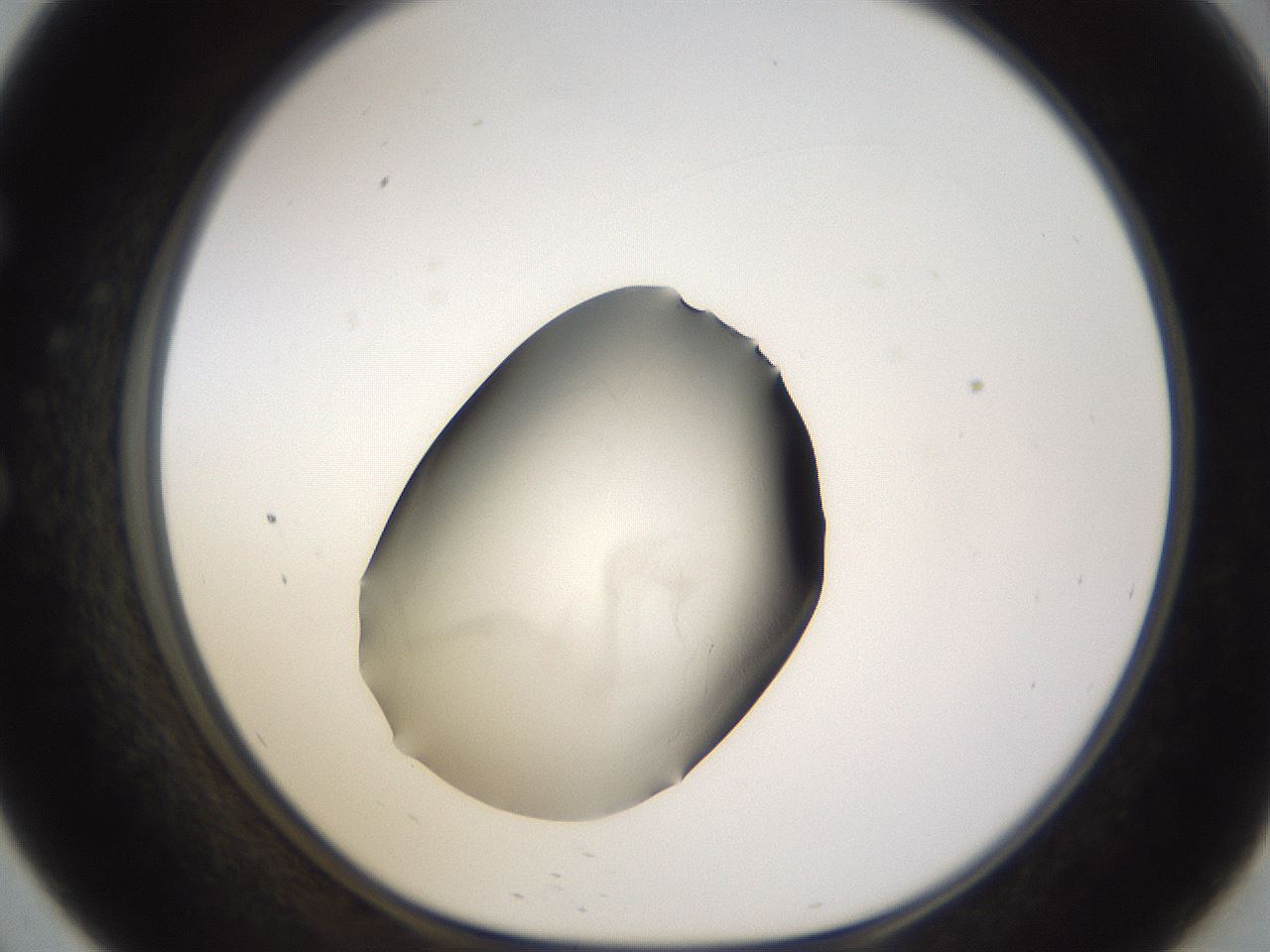 folderID53_plateID3053_batchID17538_wellNum57_profileID1_d1_r257249_ef.jpg