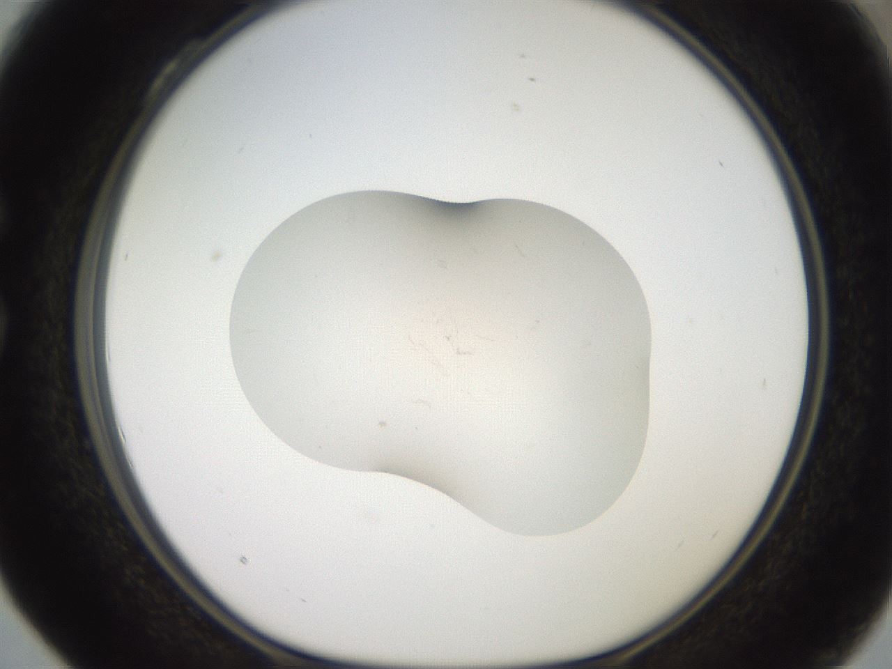 folderID549_plateID3549_batchID21807_wellNum28_profileID1_d1_r317706_ef.jpg