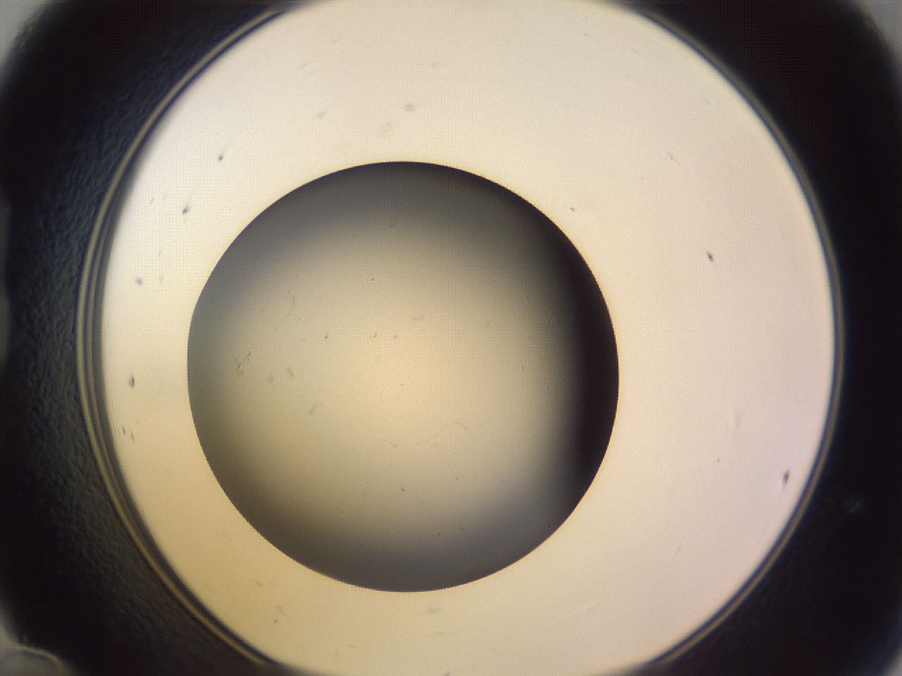 folderID54_plateID3054_batchID19177_wellNum24_profileID1_d1_r256736_ef.jpg
